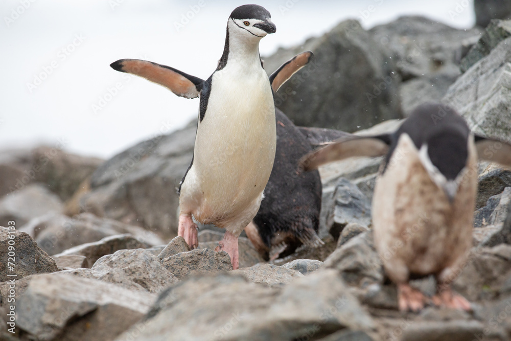 Fototapeta premium Single Chinstrap penguin jumping from a rock in Antarctica 