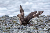 Brown antarctic great skua attacking with ice in the background with spread wings