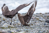 Two brown antarctic great skuas attacking each other in Antartica