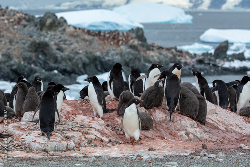 Details shot an Adelie penguin in huge colony on Rocky Mountain in Antarctica 