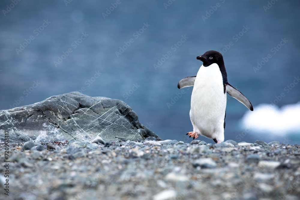 Adélie Penguin (Adelie) walking on snow on the Antarctic Peninsula with wings stretched away from body Adélie Penguin (Adelie) walking on snow on the Antarctic Peninsula with wings stretched away from body