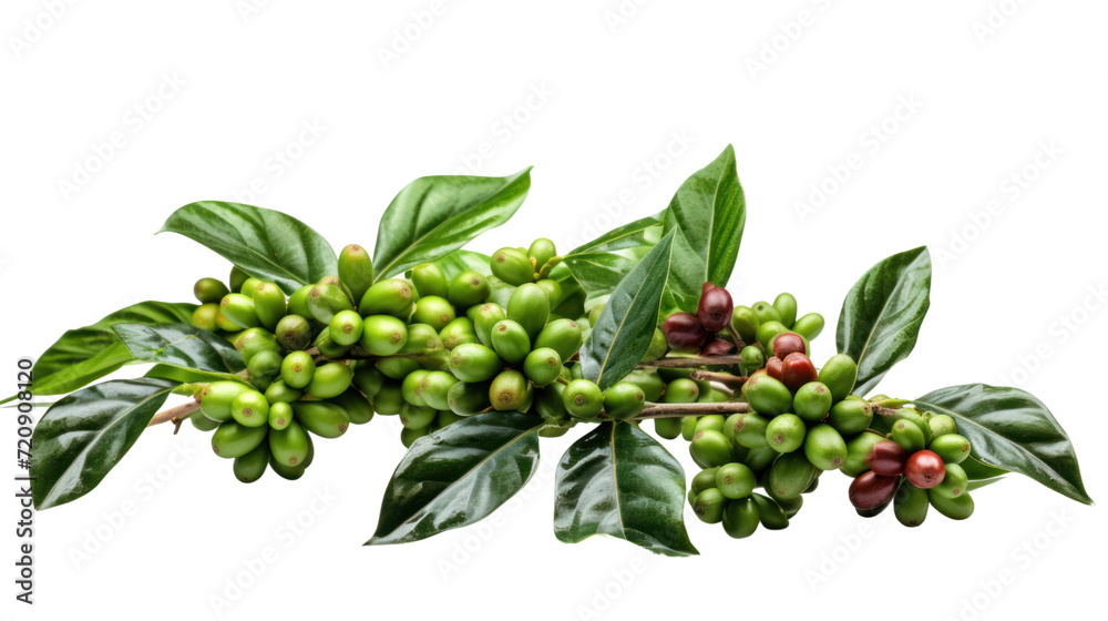 Coffee tree branch with green leaves and unripe coffee fruits or coffee ...