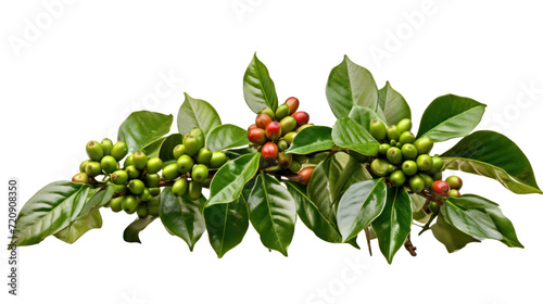 Coffee tree branch with green leaves and unripe coffee fruits or coffee cherries isolated on transparent and white background.PNG image. photo