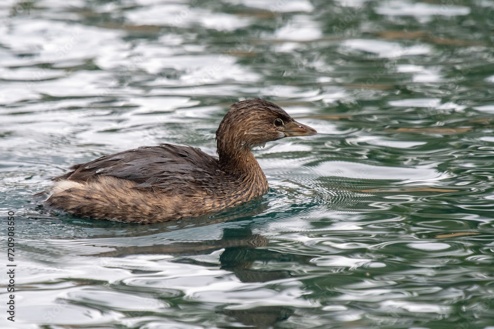 Pied-billed Grebe (Podilymbus podiceps) Pied-billed Grebe (Podilymbus podiceps)