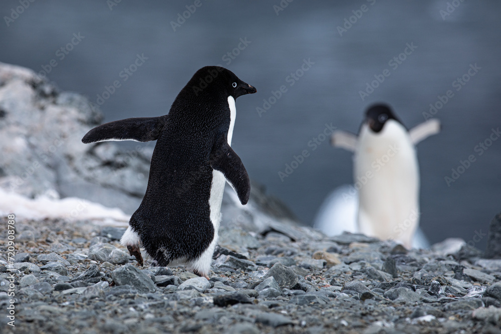 Fototapeta premium 2 Adelie penguins approach each other with spread wings or arms as they want to hug each other as a reunion in Antartica 