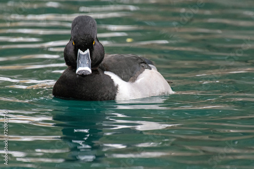 Ring-necked Duck (Aythya collaris) photo