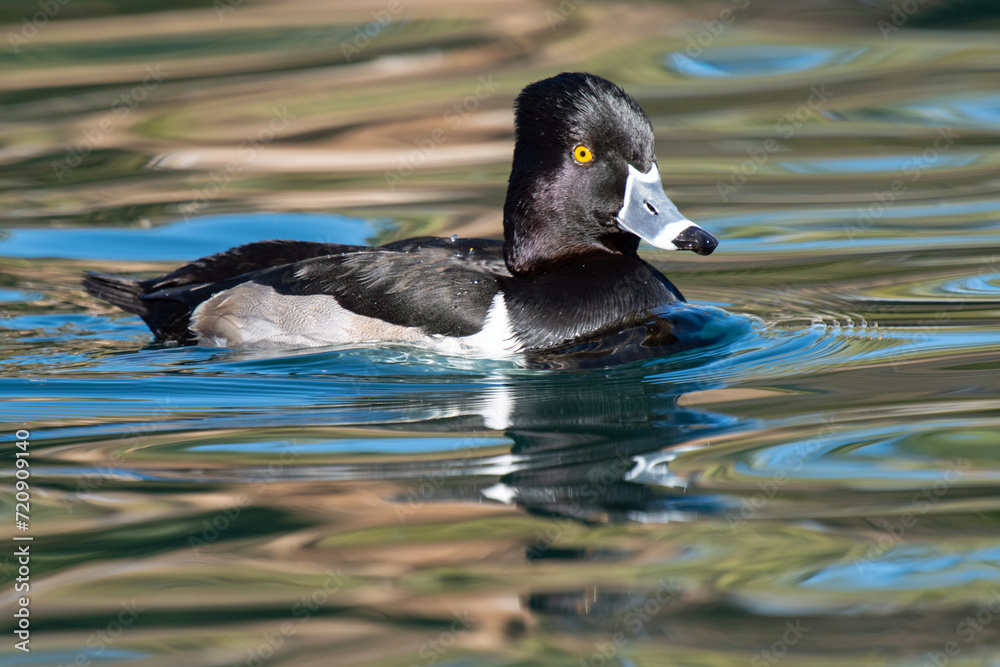 Fototapeta premium Ring-necked Duck (Aythya collaris)
