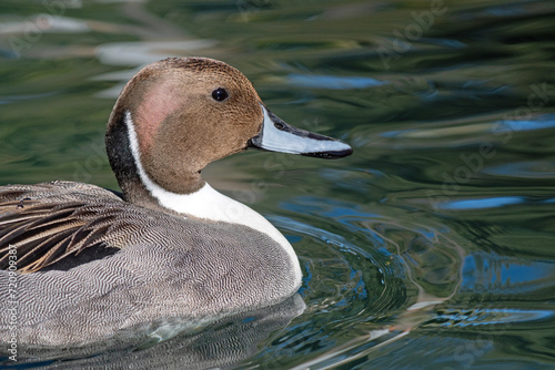 Northern Pintail (Anas acuta) photo