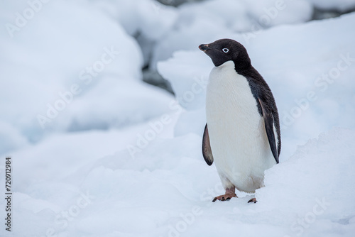Close Up shot from an Adelie penguin looking up left with closed wings on snow in Antarctica