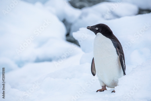 Close Up shot from an Adelie penguin looking left with closed wings on snow in Antarctica