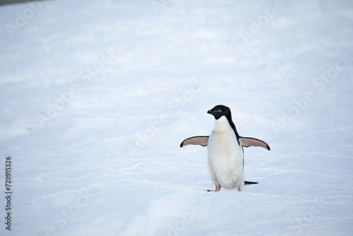 Close Up shot from an Adelie penguin looking left with fully open wings on snow in Antarctica  