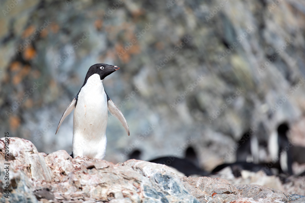Fototapeta premium Single Adélie penguin isolated in front of a blurry background in Antarctica