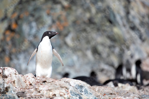 Single Adélie penguin isolated in front of a blurry background in Antarctica 