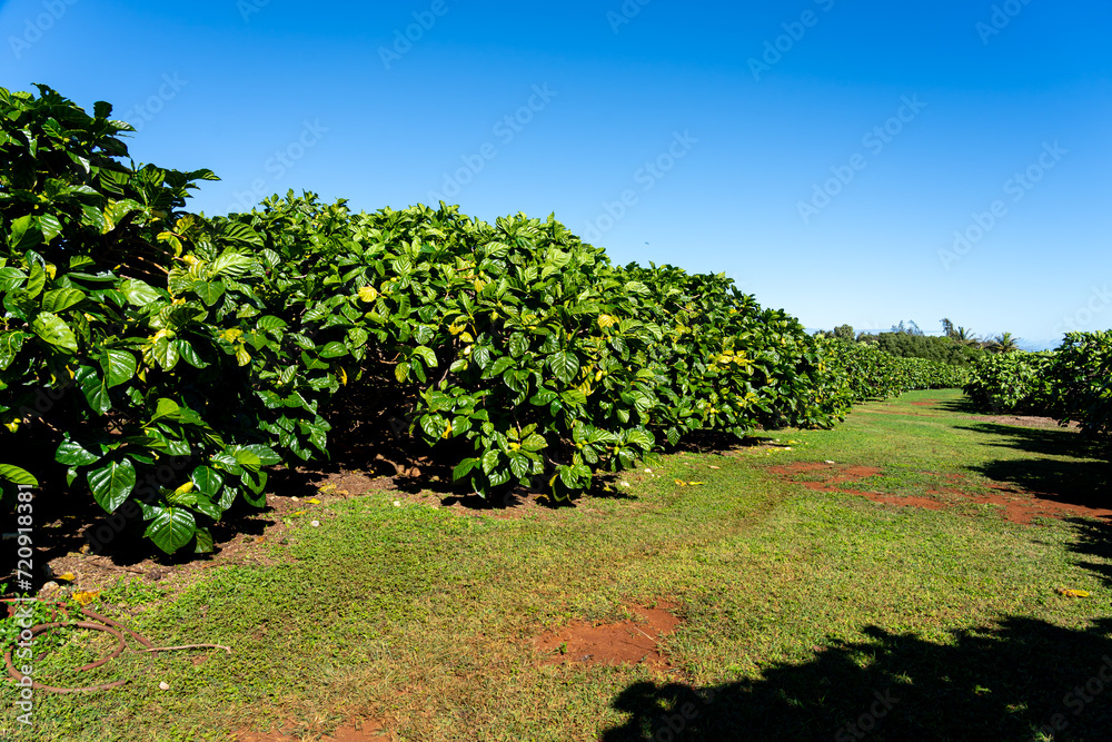 Naklejka premium Na Pali Coast State Wilderness Park in Kauai, Hawaii, USA. Nāpali Coast State Wilderness Park lies in the northwest of Kauai Island, Hawaii.