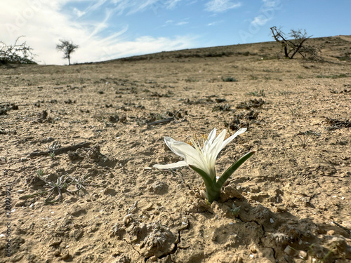 Flowering of colchicium (Lat. - Colchicum Ritchii) in the Negev desert