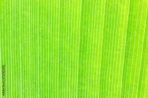View of banana leaf texture from behind