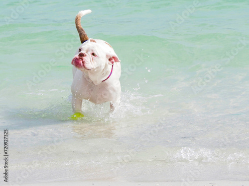 French Bulldog standing in shallow surf waiting to fetch his ball on Boca Ciega Bay at St. Pete Beach, Florida.