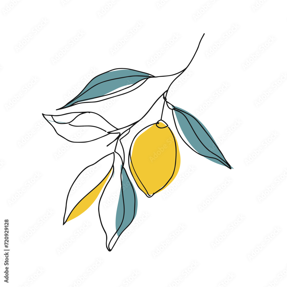 Simple line drawing illustration of a lemon on a tree branch Simple line drawing illustration of a lemon on a tree branch