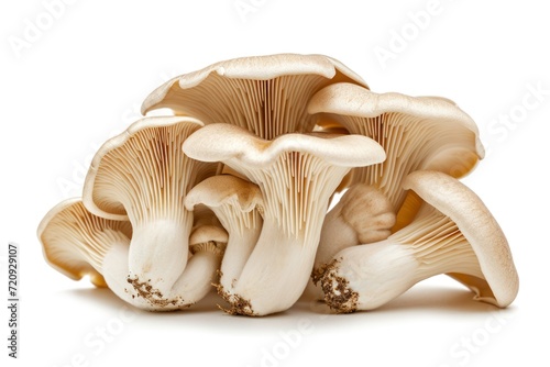 Oyster mushroom fruit isolated on a white background