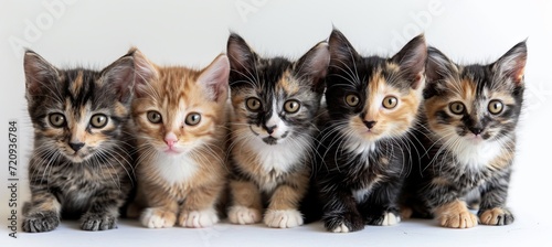 Charming array of uniquely colored cat kittens in perfect harmony, sitting in a delightful row