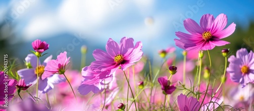 The pink and purple flowers are blooming beautifully with a backdrop of green nature, open sky, and shining sun.