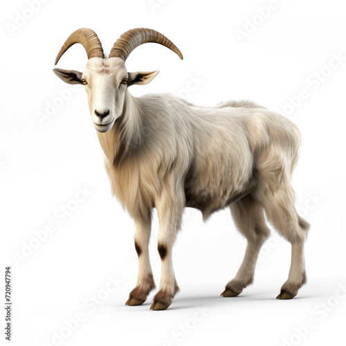 Toggenburg goat against on transparency background PNG