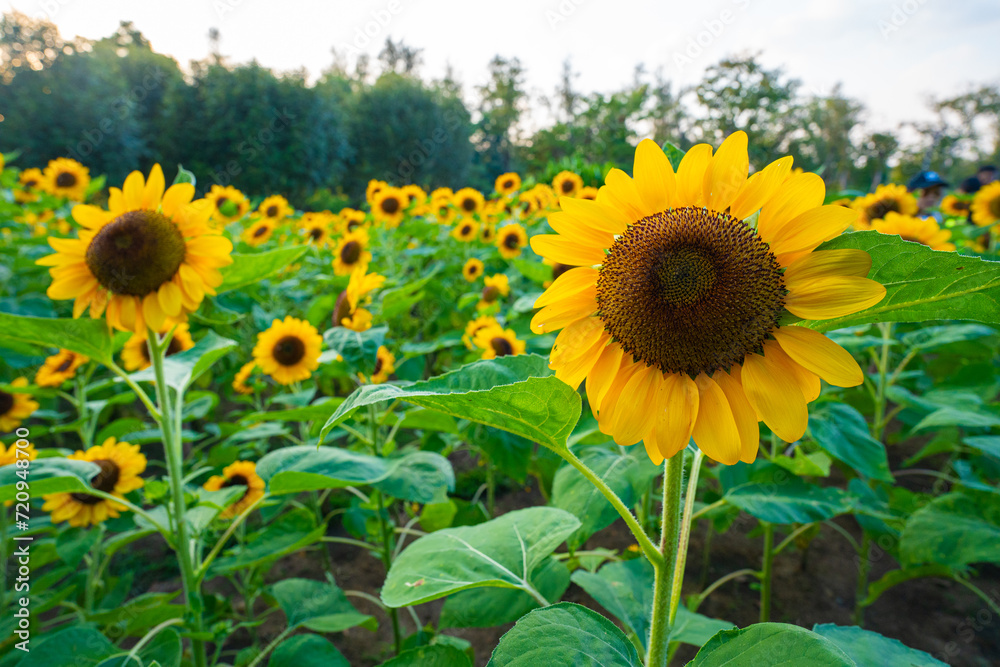 Sunflower summer flora in green city public park sunset sky with cloud Sunflower summer flora in green city public park sunset sky with cloud