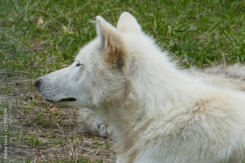white wolf in Alaska (ID: 720951599)