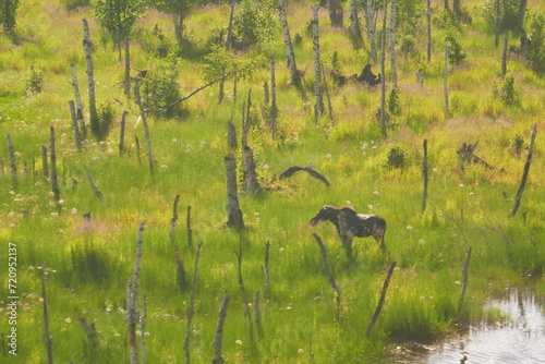 Animal in the wild. Alaskan Moose in a grassy meadow (ID: 720952137)