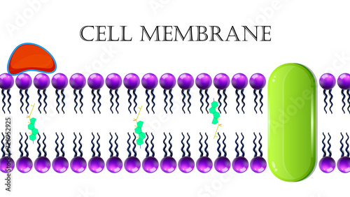 Plasma Membrane Or Cell Membrane photo