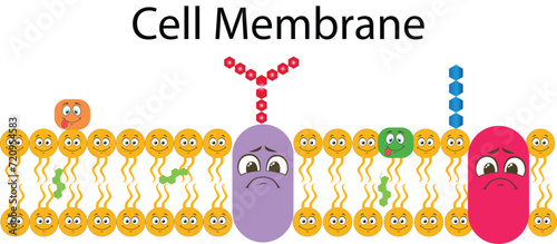 Cell Membrane Or Plasmalemma Or Plasma Membrane