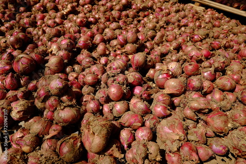 A pile of large, freshly harvested shallots