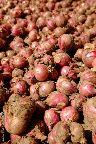 A pile of large, freshly harvested shallots