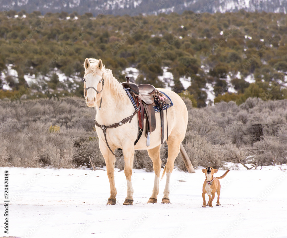 Beautiful golden palomino saddled with barking beagle on the high plains of New Mexico. Snow on ground and in mountains. Beautiful golden palomino saddled with barking beagle on the high plains of New Mexico. Snow on ground and in mountains.