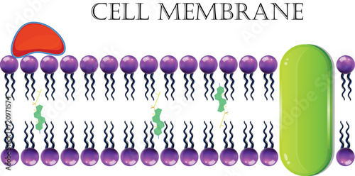 Cell Membrane Or Plasma Membrane photo