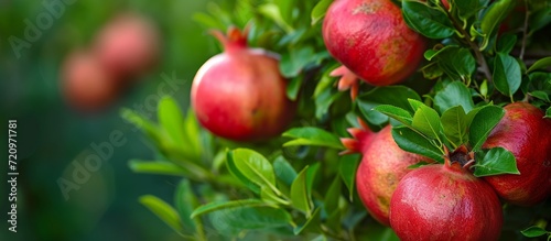 Vibrant Green Pomegranate Tree: A Refreshing Oasis of Greenery with Lush Green Leaves, Plump Pomegranates, and a Majestic Green Pomegranate Tree. photo