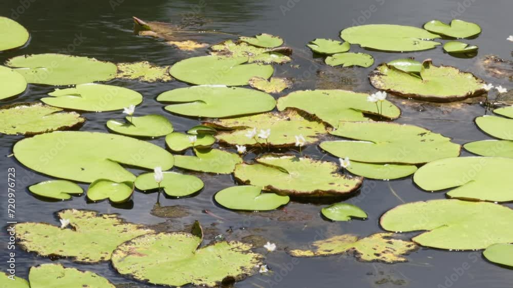 Pond Life: Water Lilies in Sunlight Pond Life: Water Lilies in Sunlight