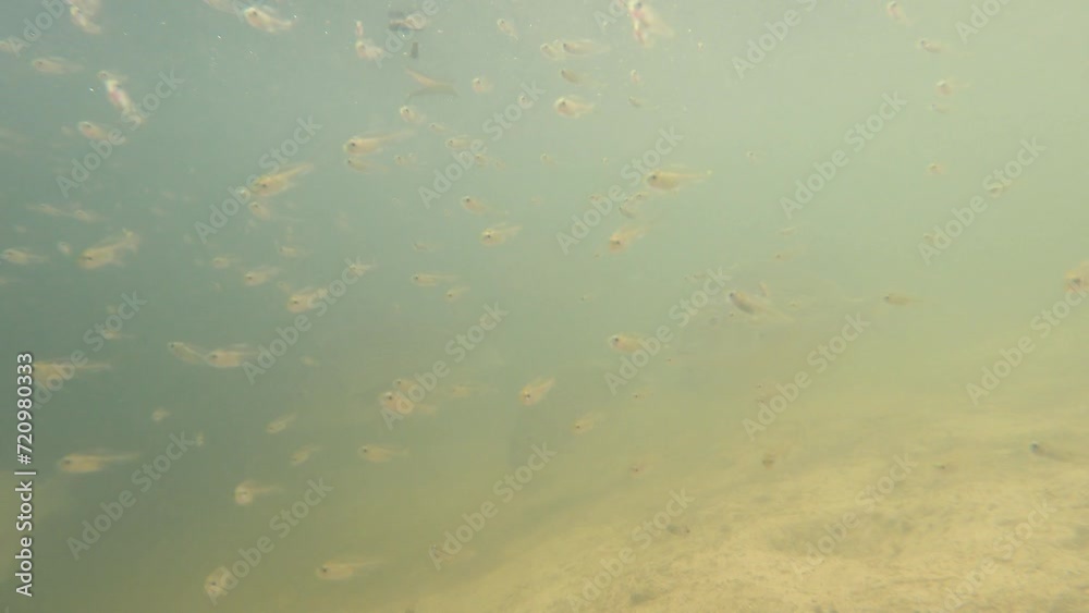 Underwater Fish Feeding Frenzy Underwater Fish Feeding Frenzy