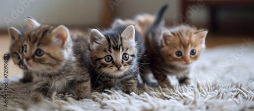Adorable Little Baby Cats: Delight in the Little, Cute, and Irresistibly Playful Baby Cats © AkuAku