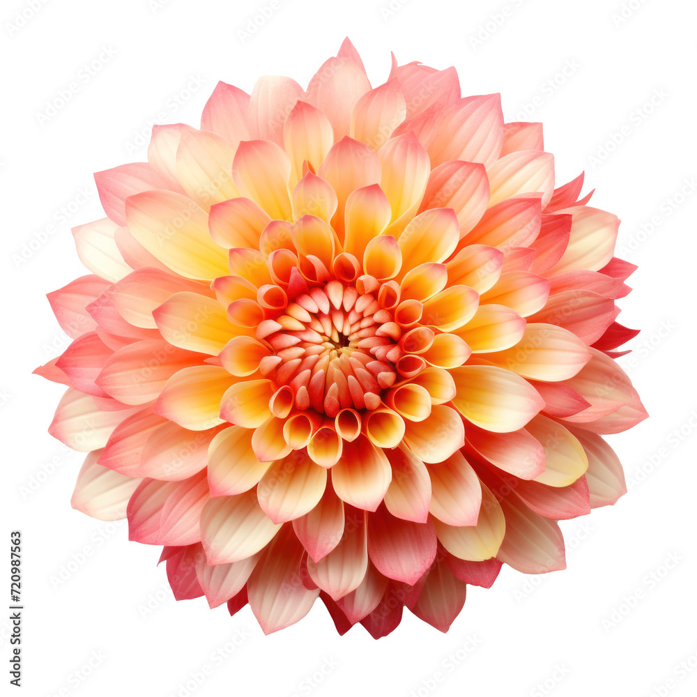 Fantasy petally chrysanthemum on transparency background PNG