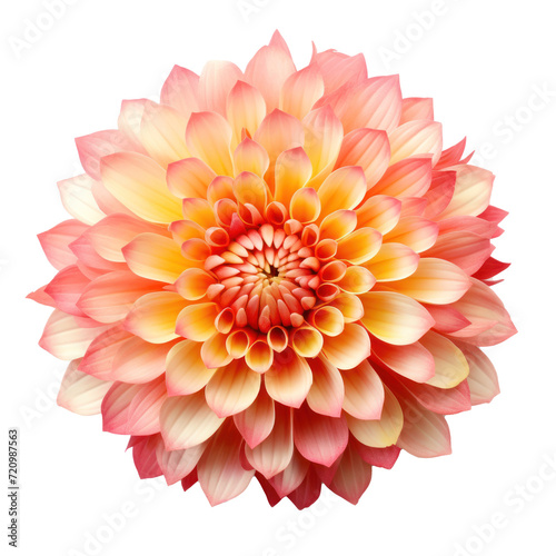 Fantasy petally chrysanthemum on transparency background PNG © KimlyPNG