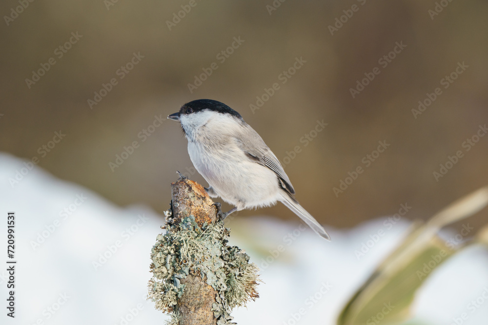 Fototapeta premium 雪原に現れたハシブトガラ