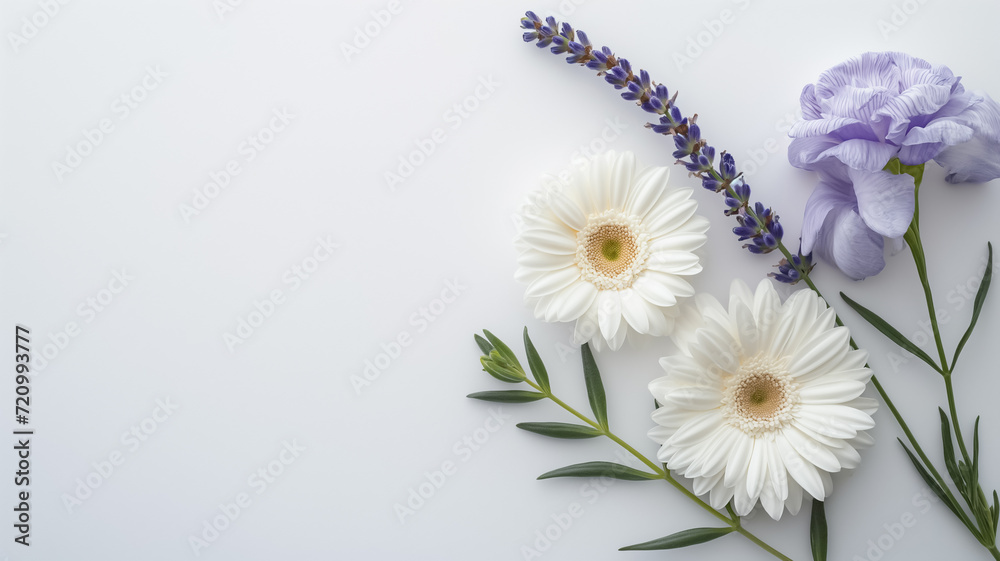 Fototapeta premium white daisy and lavender, nice flower background