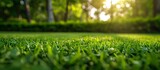 Early Green Lawn Shows Impressive Growth with Early, Green, Lawn, Growth