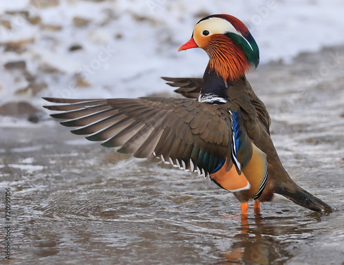 Mandarin duck portrait in winter, Quebec, Canada