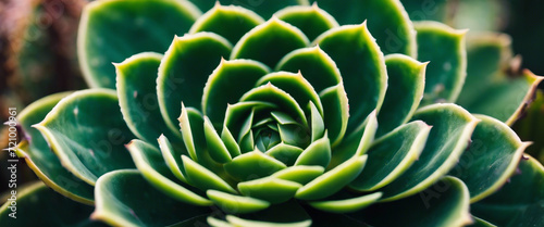 The fine details of a succulent's intricate pattern emphasizing the symmetry of the leaves and the unique textures