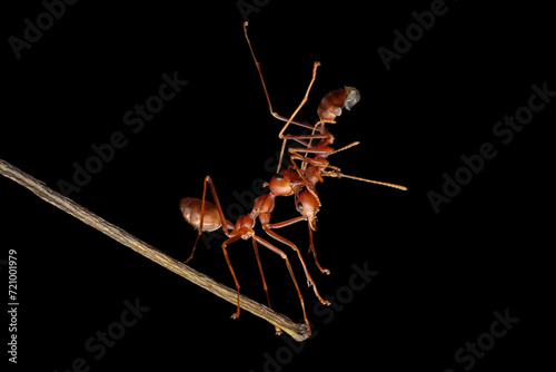 Weaver ants are carrying other ants that have died due to fighting, Weaver ants on branch with isoated background