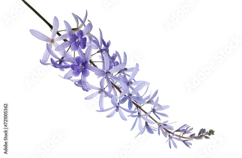 Violet Sandpaper Vine, Petrea Vine isolated on white background, with clipping path 