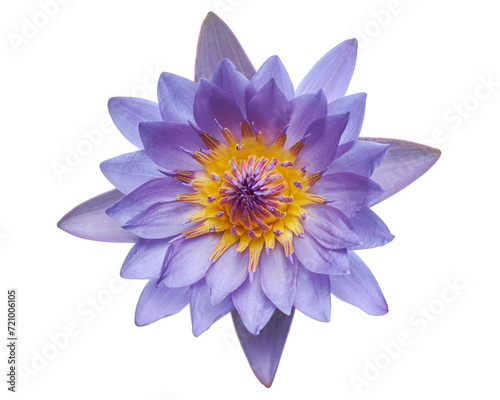 Purple water lily  Blooming water lily flower isolated on white background  with clipping path