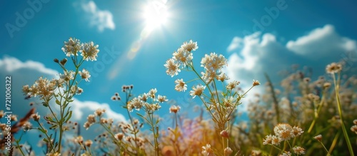 The blooming kheri flowers look beautiful in nature, under the open sky and shining sun. photo